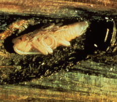 pupa