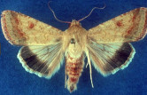 adult