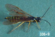 adult