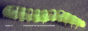 Parasitized alfalfa looper 