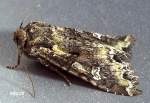 Bertha armyworm adult