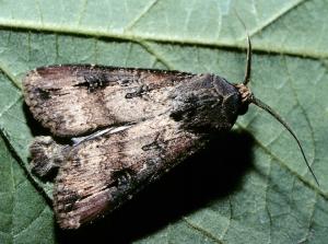 Link to large image (157K) of black cutworm adult