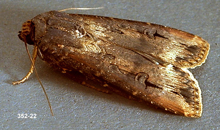 Black cutworm adult