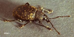 Link to large image (150K) of black vine weevil adult