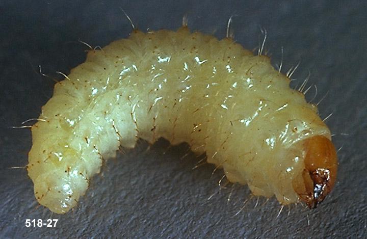 Black vine weevil larva