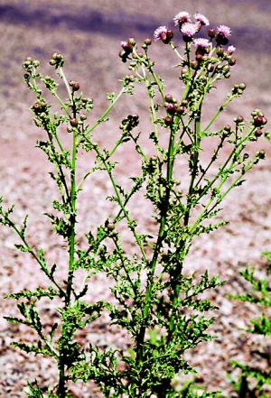 Canada Thistle (link to large image)