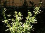 Catchweed Bedstraw