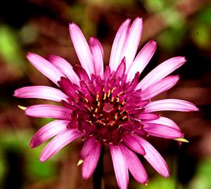 Common Salsify (link to large image)