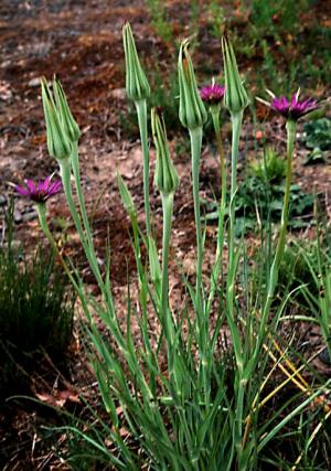 Common Salsify