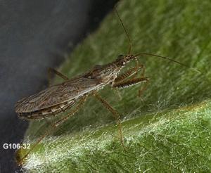 Link to large image (126K) of Damsel Bug Adult