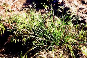 Downy Brome