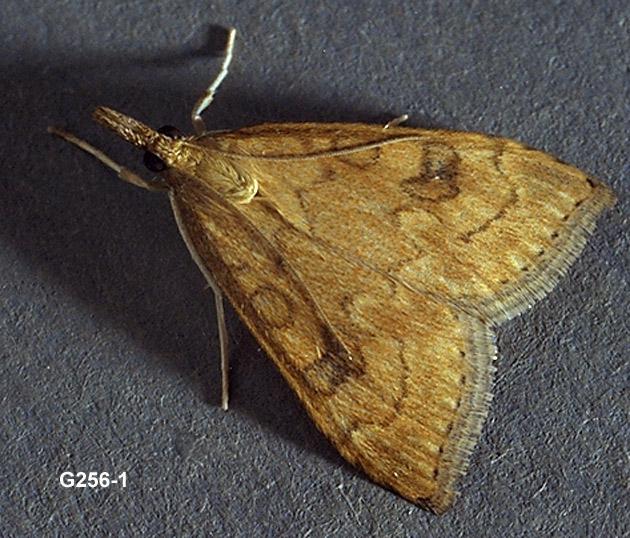 False Celery Leaftier Adult