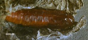 Link to large image (118K) of false celery leaftier pupa