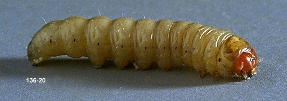 Glassy Cutworm Larva