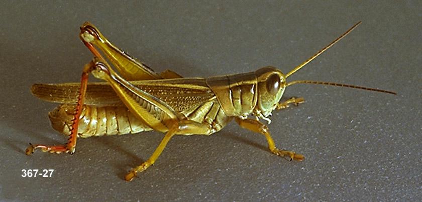 Grasshopper Adult