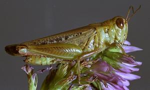 Grasshopper