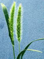 Green Foxtail