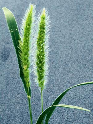 Green Foxtail