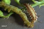 Green Lacewing Larva