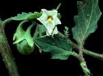 Hairy Nightshade