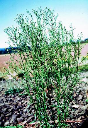 Horseweed