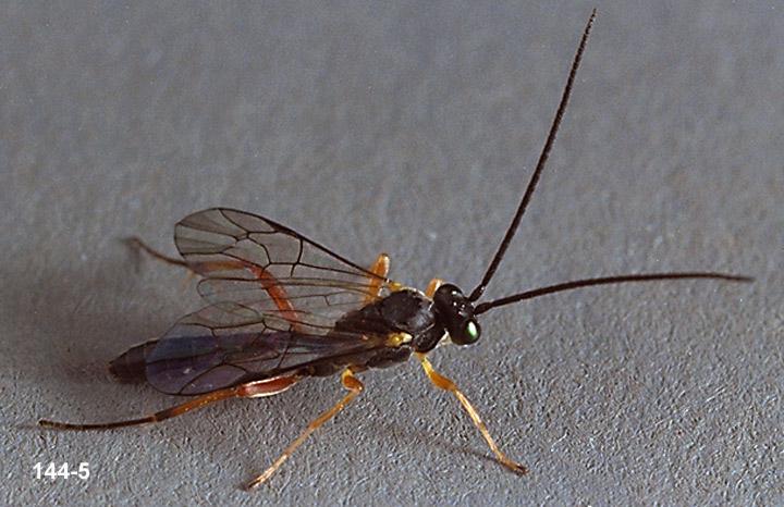 Hymenoptera Parasite Adult