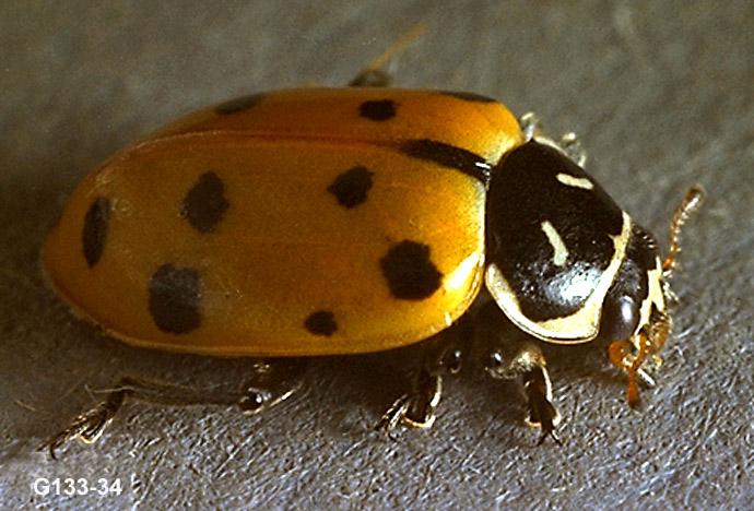 Lady Beetle Adult