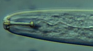 Root-Lesion Nematode Head