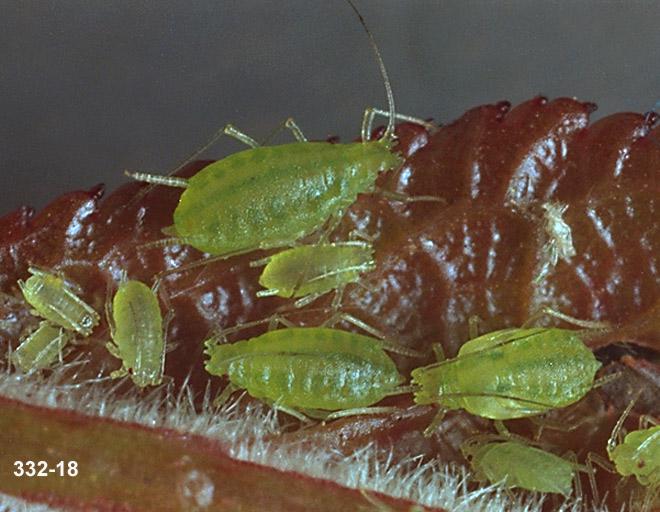 Colony of Mint Aphids