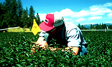 Mint Experimental Plots