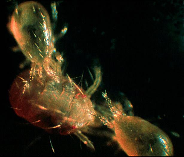 Mite Predators