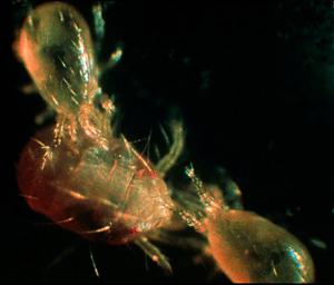 Link to large image (74K) of Predator Mites