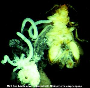 Link to large image (147K) of Parasitic Nematodes in Mint Flea Beetle