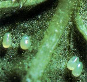 Orange Mint Moth Eggs