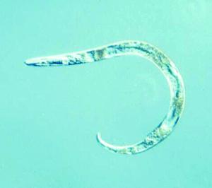 Pin Nematode