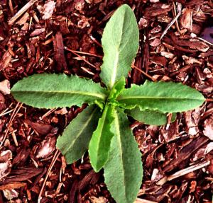 Prickly Lettuce Seedling (link to large image)