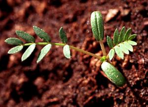 Puncturevine Seedling (link to large image)