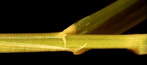 Quackgrass Stem (link to large image)