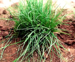 Rattail Fescue (link to large image)