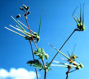 Redstem Filaree Flowers (link to large image)