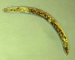 Ring Nematode