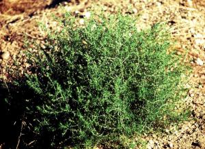 Russian Thistle