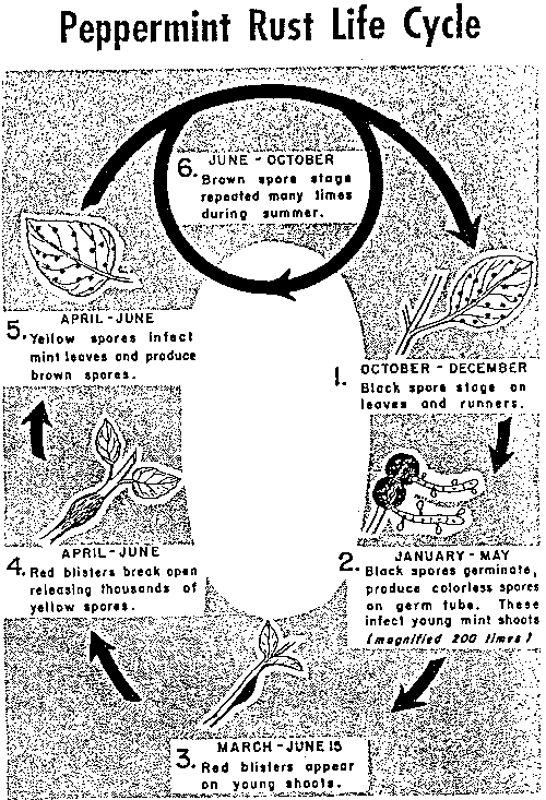 Life Cycle of Peppermint Rust