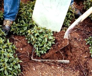 Square-foot sampler for redbacked cutworm larvae