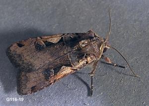 Link to large image (131K) of spotted cutworm adult