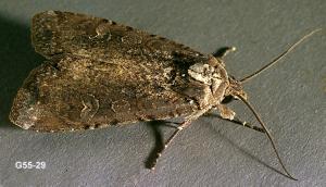 Link to large image (162K) of variegated cutworm adult