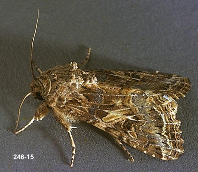 Western Yellowstriped Armyworm Adult