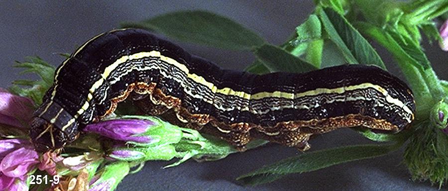 Western Yellowstriped Armyworm Larva