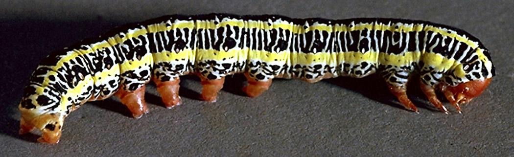 Zebra Caterpillar Larva