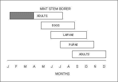 Mint Stem Borer Life Cycle